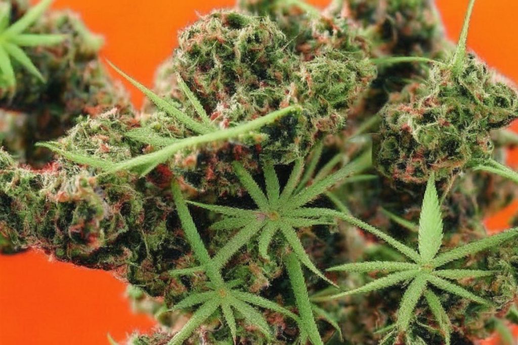 Cherry Garcia Weed Strain: A Comprehensive Review and Information Guide