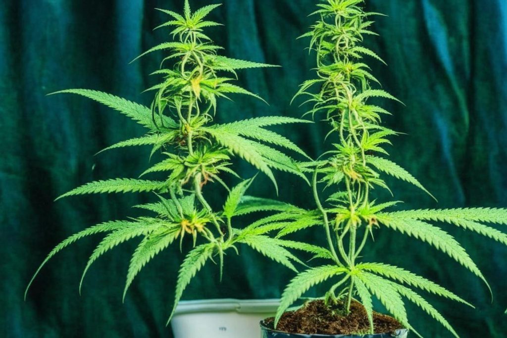 How Tall Does a Marijuana Plant Grow? Understanding the Growth of Your Cannabis Plants and How Long It Will Take.