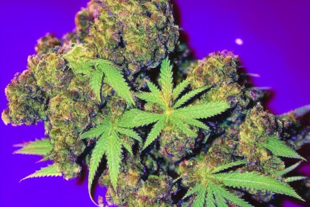 Grape Pie Marijuana Strain: A Powerful Fusion of Fruity Flavors and Blissful Effects