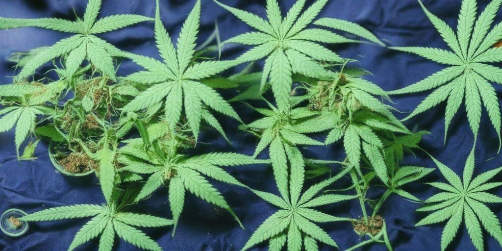 How to Fix Potassium Deficiency in Your Cannabis Plants?