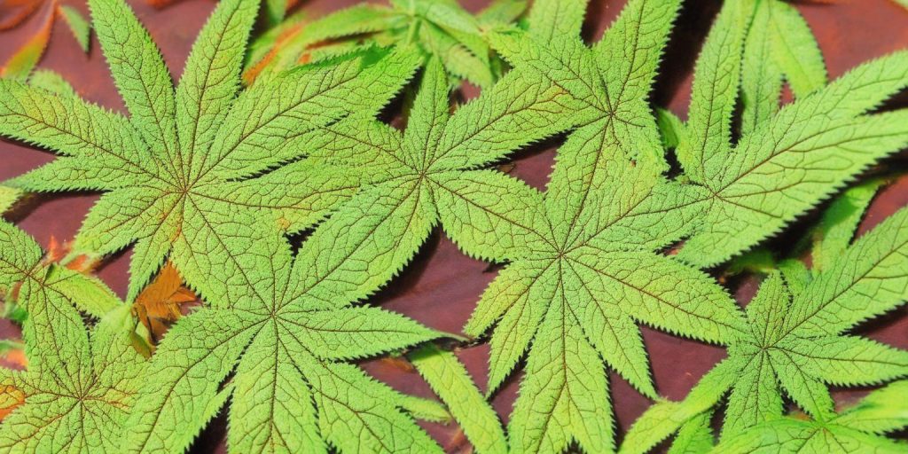 What causes brown spots on cannabis leaves? Seven reasons
