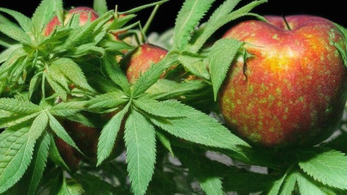 Apple Mac Weed Strain: A Comprehensive Exploration