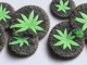 All about Oreo Cookies Cannabis Variety