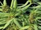 Exploring Characteristics of the Iconic Jack Weed Strain
