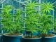 Hydroponically Cannabis Cultivation for Home Growers