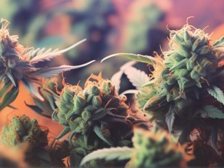 What is Difference: Sticky vs. Dry Cannabis