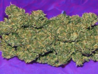 Review of the Piff Marijuana Cannabis Strain