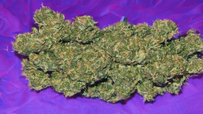 Review of the Piff Marijuana Cannabis Strain