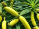 Bananas Marijuana Strain: Aroma, Effects, and Growing Tips