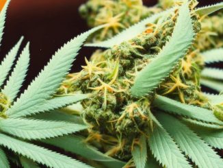 Characteristics and Effects of the Blanco Cannabis Strain
