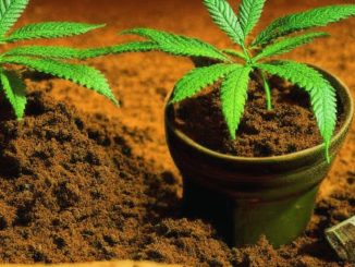 How to Grow Cannabis Using Coco Coir?
