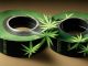 Duct Tape Marijuana Strain Effects and Benefits