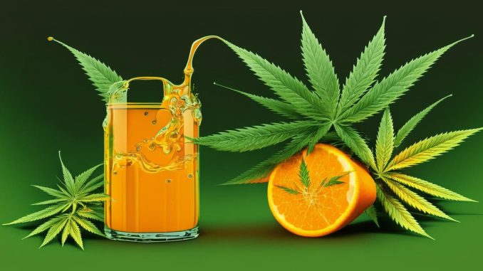 All about Orange Juice Cannabis Strain