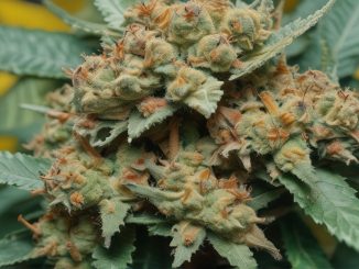 Apple Pie Marijuana Strain: Reviews, Effects, and More