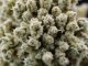White Widow Weed Strain: Everything You Need to Know